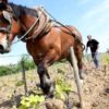 Le travail au cheval domaine Saint Nicolas naturedevin.com vin bio