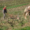 labour cheval Domaine Pignard naturedevin.com vin bio