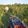 Les vendanges, domaine Breton naturedevin.com