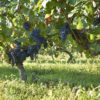 Cabernet Franc, Domaine Breton naturedevin.com