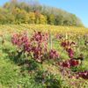 Vignes, Domaine Chatillon naturedevin.com