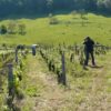 Vignes, Domaine Chatillon naturedevin.com
