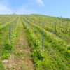 Les vignes en coteaux domaine des Orchis naturedevin.com vin bio
