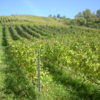 Quintessence de Mondeuse 2020, Domaine des Orchis – Image 3