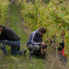 Vendange 2016 domaine Giachino photo : natmedia.com