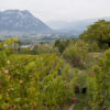 Vendange 2016 domaine Giachino photo : natmedia.com