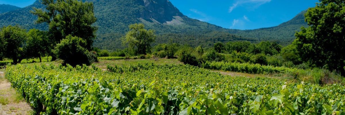 Sous le Granier en Savoie Les vignes naturedevin.com vin bio