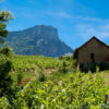 Sous le Granier en Savoie Les vignes en coteaux naturedevin.com vin bio