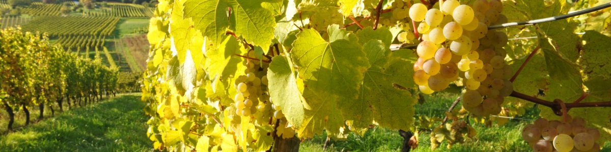 vignoble d'Alsace vin bio naturedevin.com