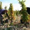 Les vendangeurs, Domaine Richaud, Côtes du Rhône naturedevin.com
