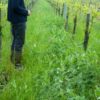 Vignes et vigneron, Domaine Beck-Hartweg naturedevin.com