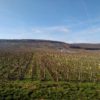 Vignobles Nuits Saint Georges naturedevin.com