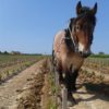 Travail du cheval, Domaine Le Puy naturedevin.com vin bio