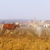 Travail du cheval, Les vignes, Domaine des Gandines naturedevin.com