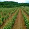 Les vignes, Domaine des Gandines naturedevin.com