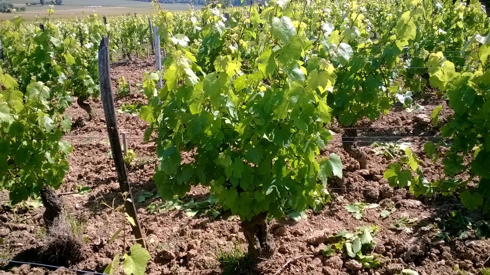 Mâcon-Villages 2022, La Vigne Blanche