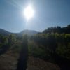 vignoble savoie naturedevin.com
