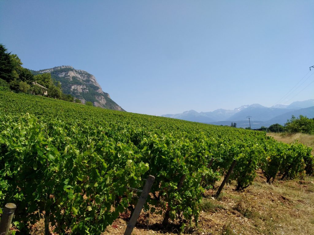 Les vignes, Domaine Pascal Quenard naturedevin.com