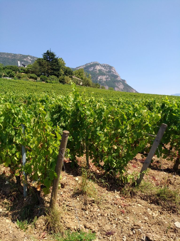 Les vignes, Domaine Pascal Quenard naturedevin.com