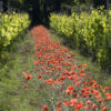 Vignes, domaine Montirius naturedevin.com