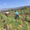 vignes, Domaine Les Temps des Rêveurs naturedevin.com