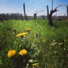 Vignes Pouilly-Fumé, domaine Pabiot naturedevin.com