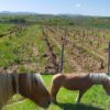 Les vignes de Julien Merle et son cheval naturedevin.com