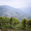 Les vignes de Cerdon, Domaine Renardat-Fache naturedevin.com