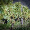 En Blanc aussi... 2023, Domaine Renardat-Fache – Image 4