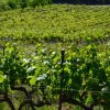 Les vignes, Domaine de la Guicharde naturedevin.com
