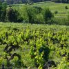 Les vignes, Domaine de la Guicharde naturedevin.com