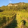 Vignes de Mondeuse Château de Lucey naturedevin.com