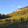 Vignes de Mondeuse Château de Lucey naturedevin.com