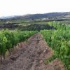 Les vignes, Domaine Rousselin naturedevin.com