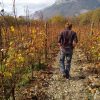 Les vignes du Grésivaudan et le vigneron Domaine Thomas Finot naturedevin.com