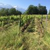 Vignes d'Etraire, Domaine des Rutissons naturedevin.com