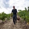 Le vigneron en vendange, Domaine Le Comte des Floris naturedevin.com