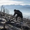 La taille de la vigne par le vigneron, Domaine Pascal Quenard naturedevin.com