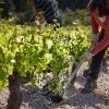 Eliane à la Bêche, Domaine J-B Sénat naturedevin.com