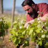 Jean-Baptiste dans ses viges de Villeneuve, Domaine J-B Sénat naturedevin.com