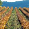Les vignes à l'automne, Domaine des Accoles naturedevin.com