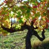 Cep de vigne, Domaine des Accoles naturedevin.com