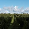 Les vignes, Domaine Breton naturedevin.com