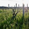 Les vignes, Château De Beru naturedevin.com