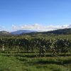 Les vignes Les Fouleuses 2022, Domaine Vivants naturedevin.com
