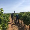 vignerons et vignes, Terre des Chardons naturedevin.com