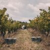 Les vignes, Château Lapeyre naturedevin.com