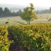Les vignes du domaine Sérol, naturedevin.com