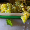 Carignan blanc, Domaine Le Comte des Floris naturedevin.com