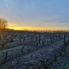 Le vignoble, Domaine de la Garrelière naturedevin.com